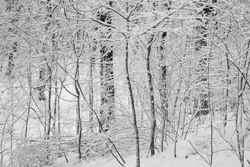Saplings in Snow Reeves-Reed Arboretum Union County New Jersey (SA).jpg